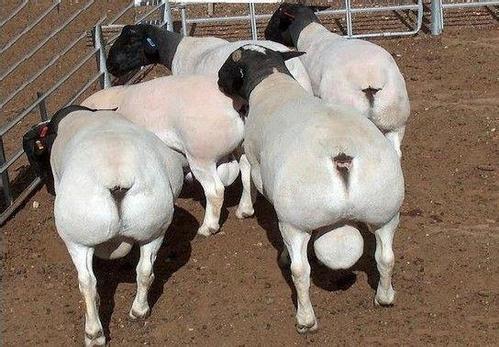 供山东哪里有养黑头杜泊羊的梁山出售杜泊羊畜牧牲畜